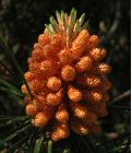 Pollen cones