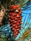 Seed cones