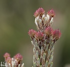Seed cones