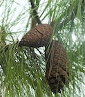 Photo 01