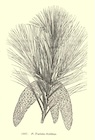 Loudon fig 1887