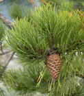 Photo 07
