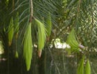 foliage photograph
