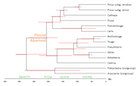 Cladogram