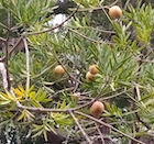 Photo 02