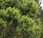 Photo 02