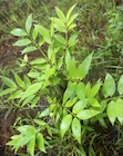 Photo 01
