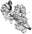 line drawing