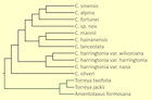 Phylogenetic diagram