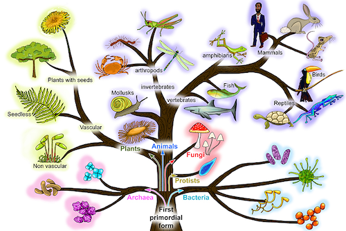 Painting of a tree of life, showing the relationship between different kinds of living things