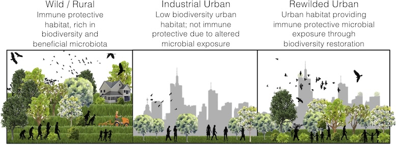 Three illustration panels showing wild, urban, and rewilded urban landscapes