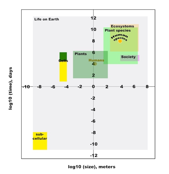 Graph with X-axis showing size in meters and Y-axis showing time in days; various rectangles bear names like Cells and Plants