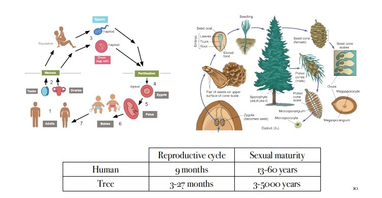 Illustration comparing the reproductive processes of humans and conifers