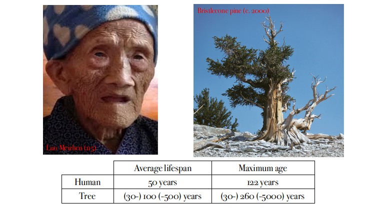 Illustration showing photos of a very old human and a very old tree, and a small table comparing human and tree lifespans