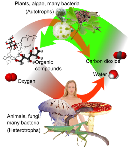 Composite graphic illustrating the concepts of autotrophy and heterotrophy