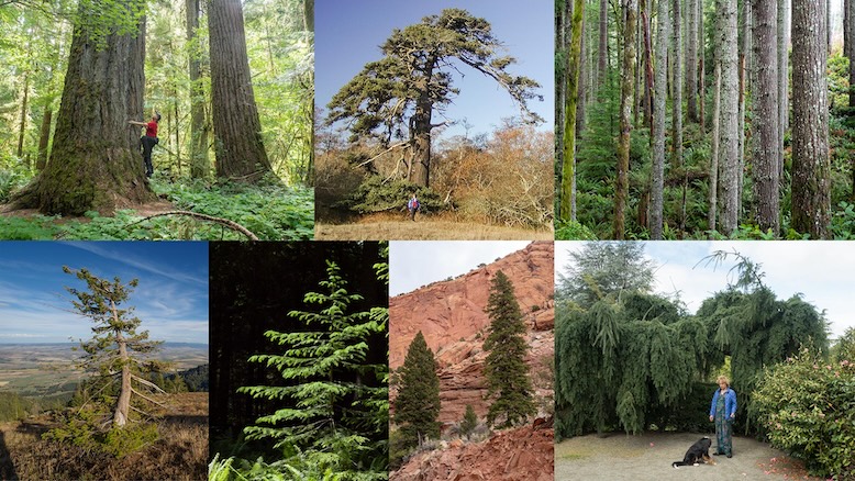Photo montage showing 8 very different-looking Douglas-fir trees