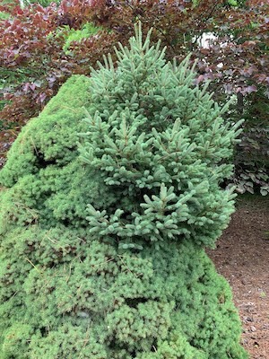 A photo showing an ornamental spruce shrub with a reversion