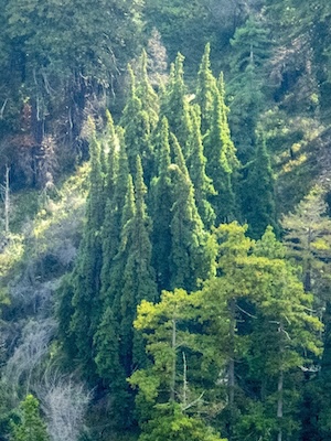 A photo showing a wild clone of Sequoia composed of about 30 fastigiate trees