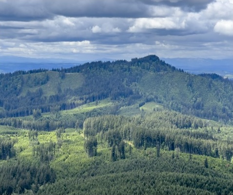 A forest landscape with a patchwork of clearcuts