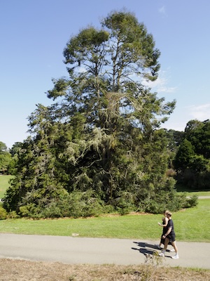 Photo showing two people walking past a tree in a city park