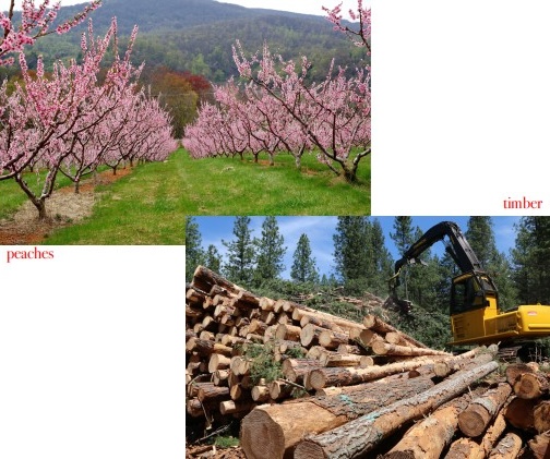 Photo showing rows of pink-flowered peach trees in bloom and a second photo showing a feller-buncher machine next to a large pile of conifer logs