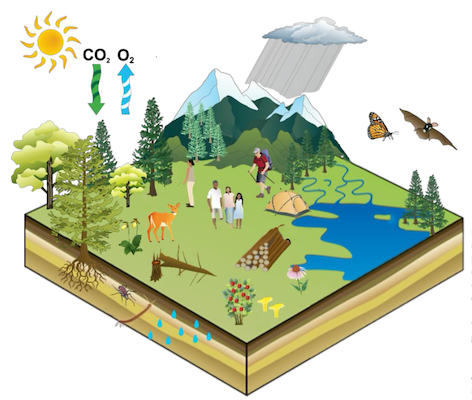 Block diagram showing in cartoon fashion many different tangible benefits of an ecosystem such as groundwater, fruit trees, wildlife, and recreation