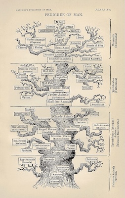 A drawing of the classic 19th-century phylogenetic tree