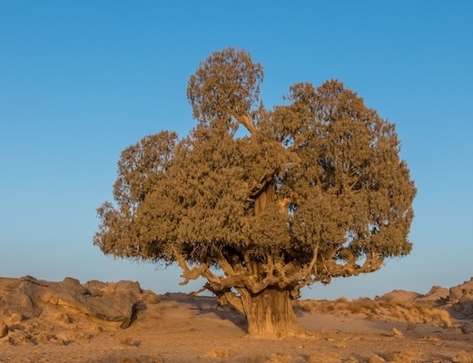 A photo of a large, gnarled desert cypress tree