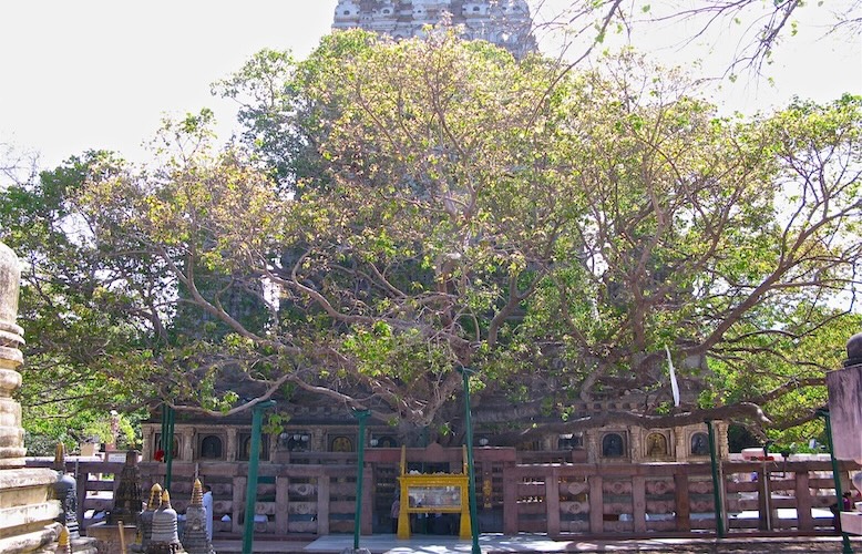 Photo of a large trree within a temple complex in India