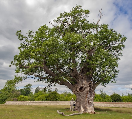 Photo of a man standing next to a very large oak within an extensive lawn