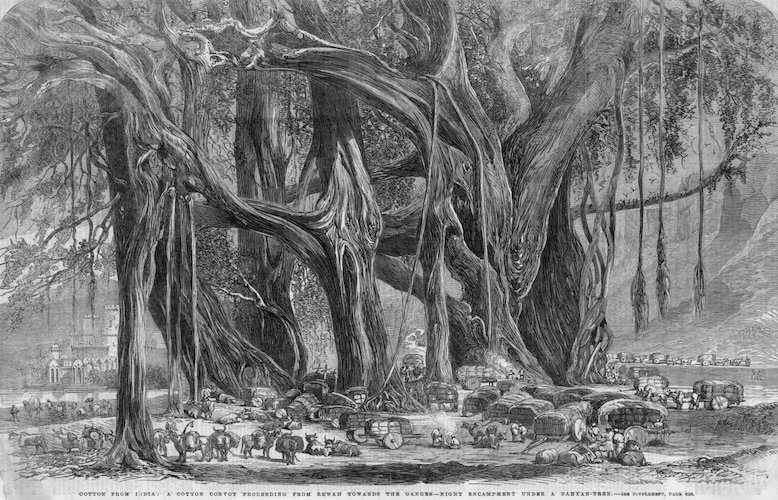 Engraving showing dozens of people, carts, and animals sheltering beneath a very large, multi-trunked tree