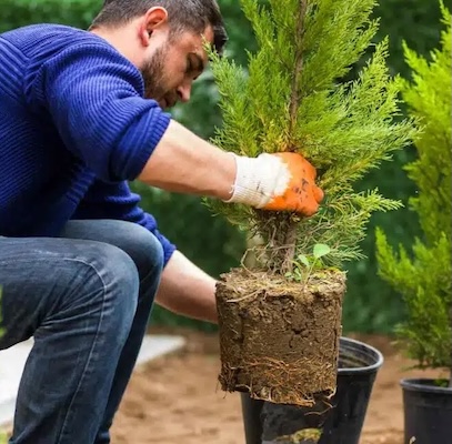 Photo of a man holding a potted sapling of cypress