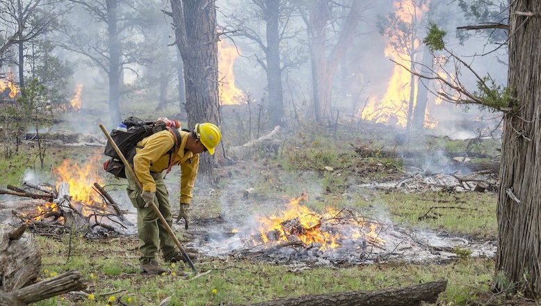 Photo of a firefighter working on a controlled burn in a pine-and-juniper forest