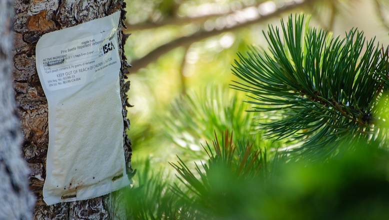 Photo of a hormone packet stapled to the bark of a pine tree