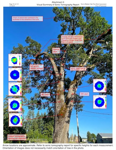 Page from a report showing a large oak tree with various points of interest marked by boxes and arrows