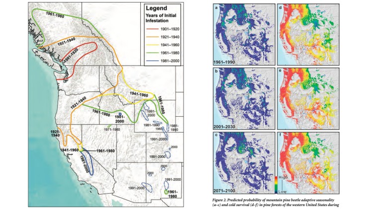 One map of western North America showing the gradual spread of white pine blister rust, and a group of 6 maps of the same area showing predicted bark beetle spread as a result of climate change