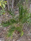 Photo 01